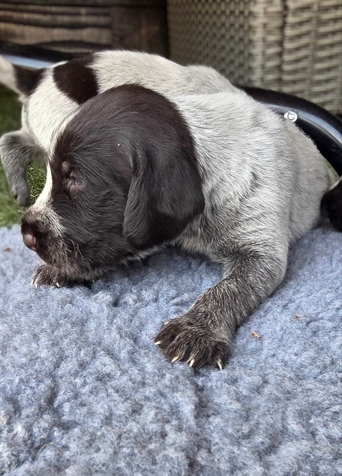 Duitse staande draadhaar pups met stamboom FCI, 8 tot 15 weken, Meerdere, Meerdere dieren, Duitse Staande hond