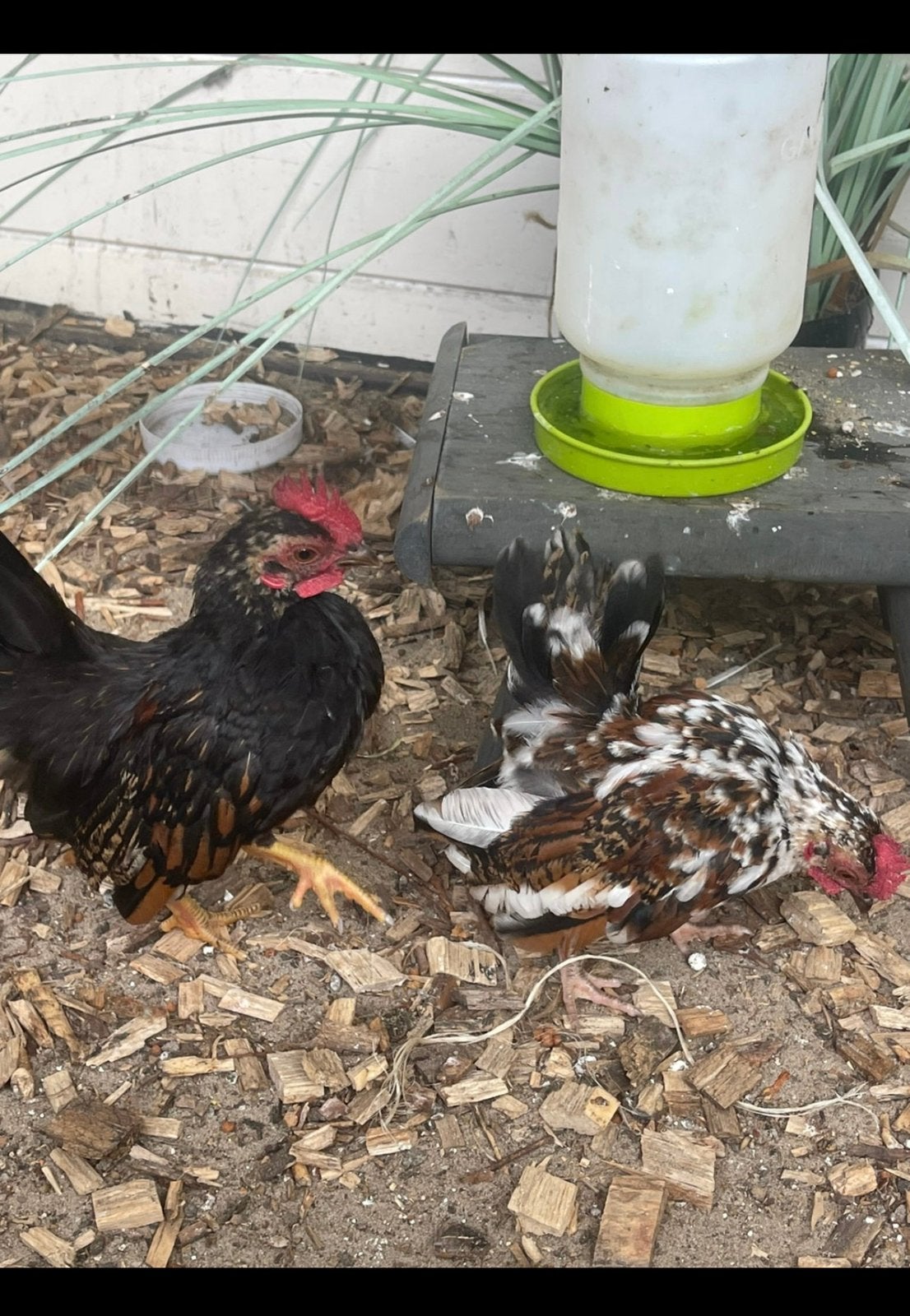 2 hele mooie Serama haantjes, Dieren en Toebehoren, Mannelijk, Kip