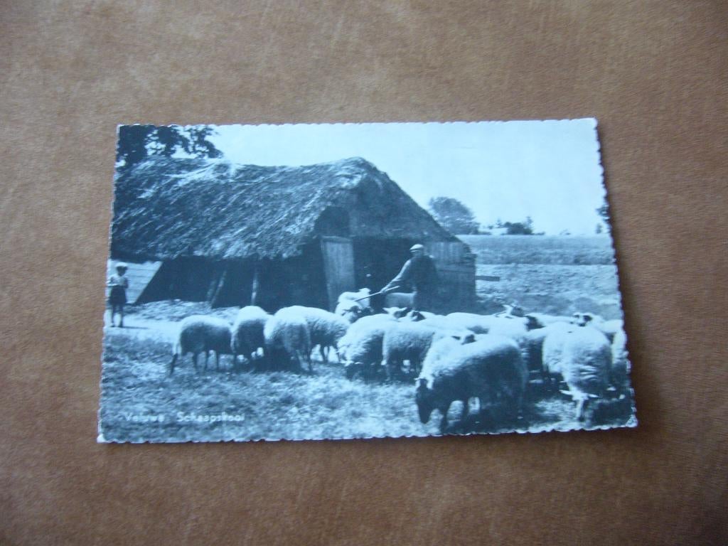 VELUWE  :  SCHAAPSKOOI, Verzamelen, Ophalen of Verzenden, 1940 tot 1960, Gelopen, Gelderland