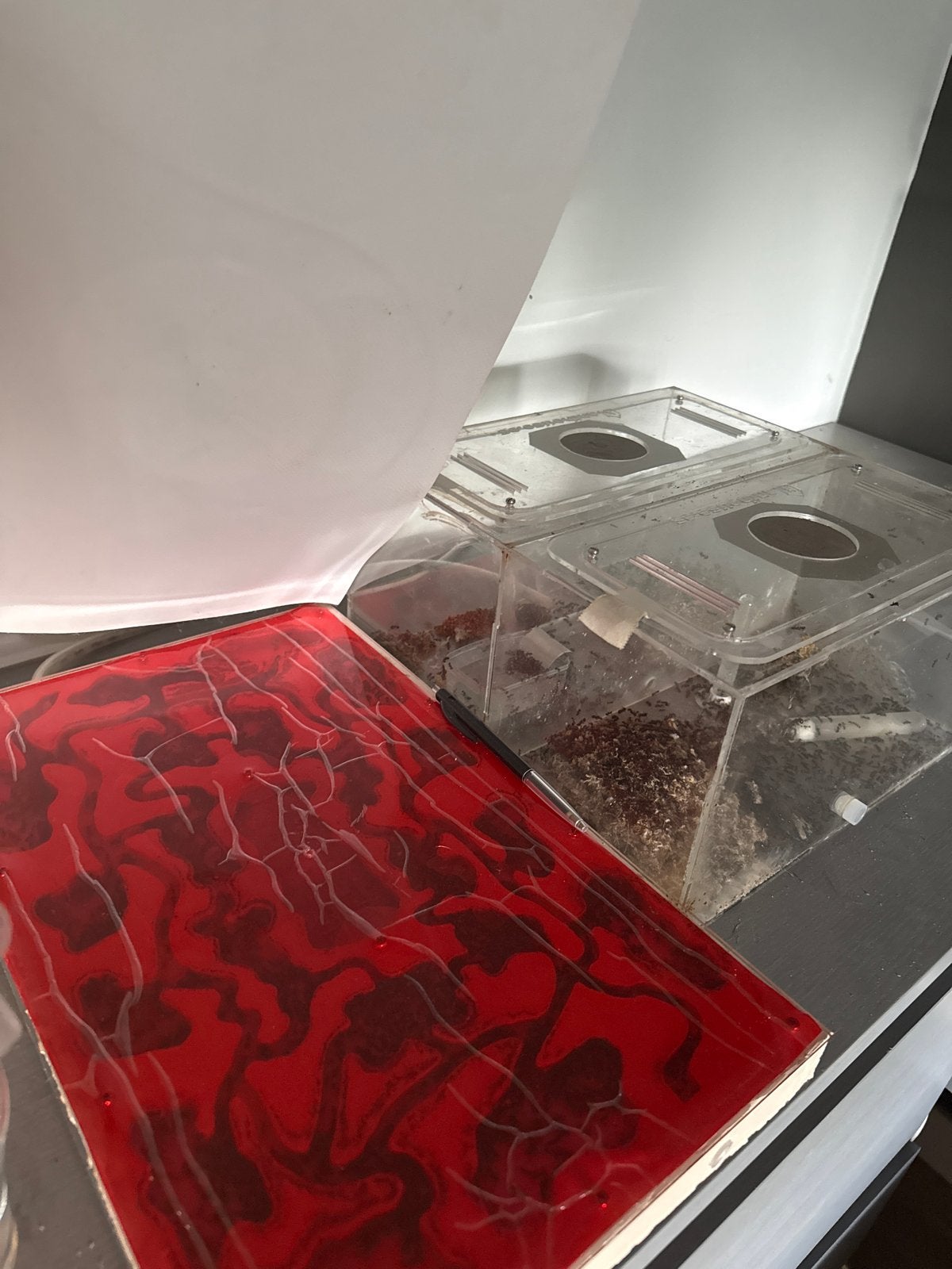 Mieren kolonies messor barbarus+Camponotus nicobarensis, Mieren