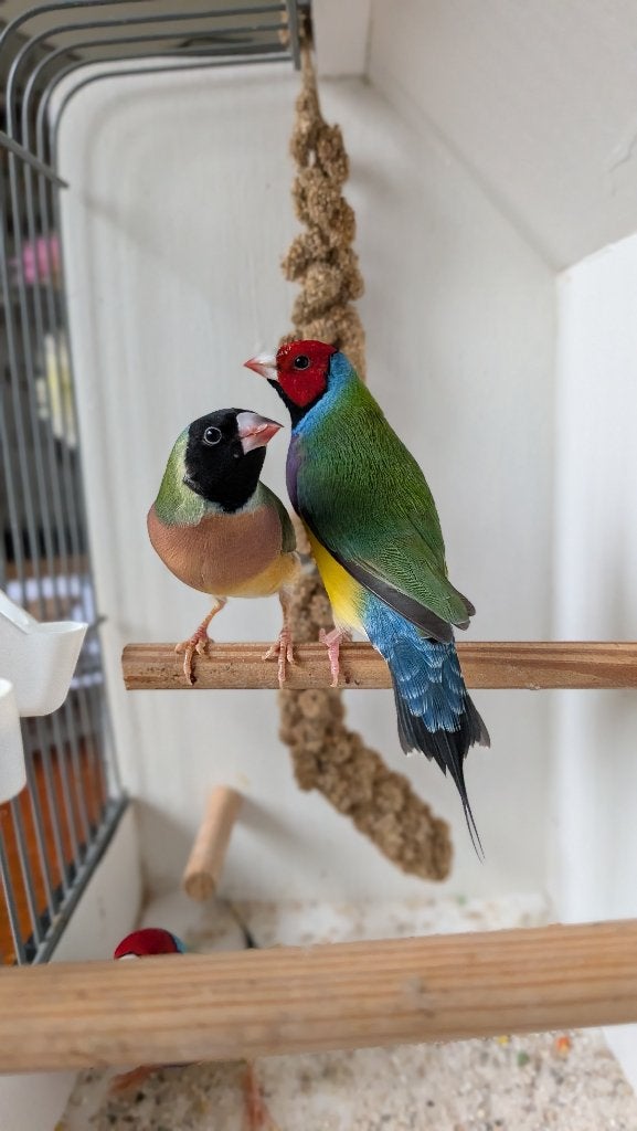 Gouldamandine 2026, Dieren en Toebehoren, Meerdere dieren, Tropenvogel