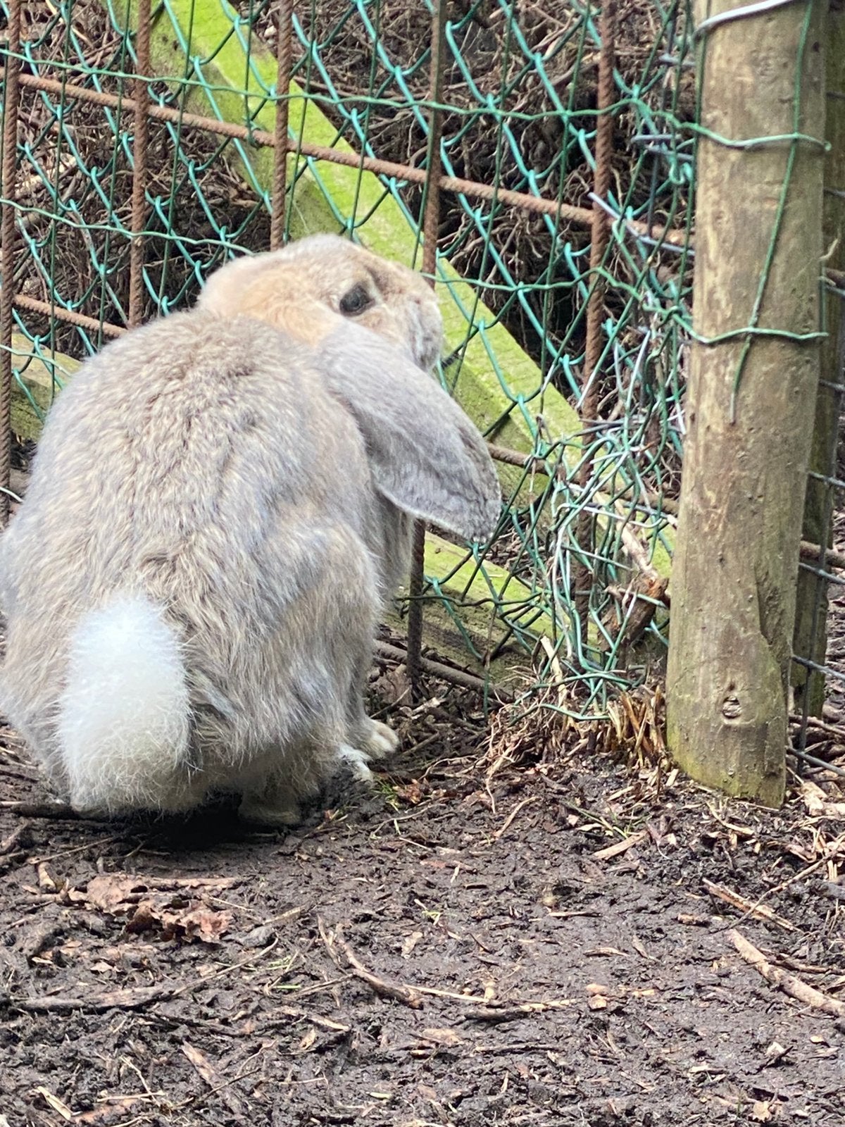 Franse hangoor (RAM), Dieren en Toebehoren, Mannelijk, Groot, Hangoor