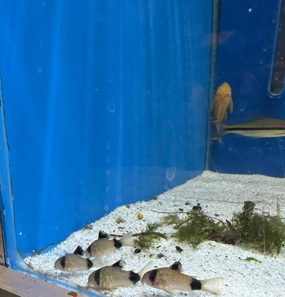 Leuke Panda corydora’s, Dieren en Toebehoren, Vis