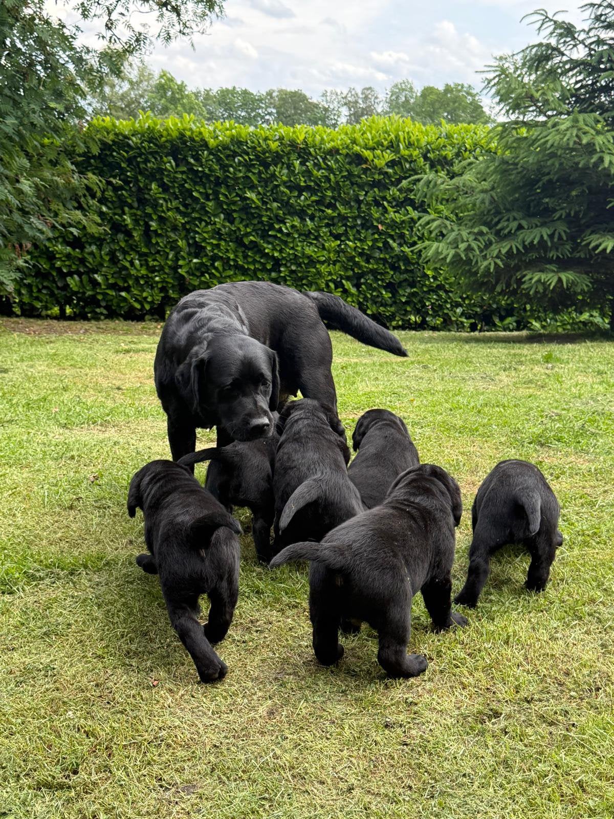 Zwarte Labrador pups, stamboom, sociale voll. geteste ouders, Parvo, 8 tot 15 weken, Labrador retriever, Meerdere