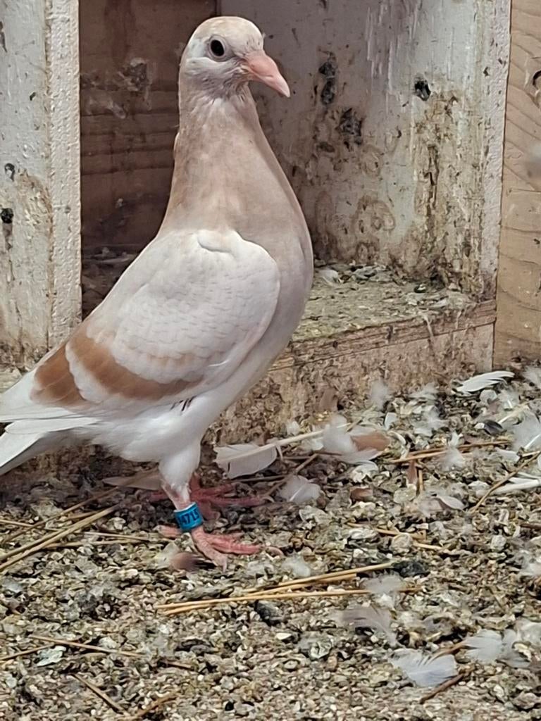 Jonge postduiven, Meerdere dieren, Postduif