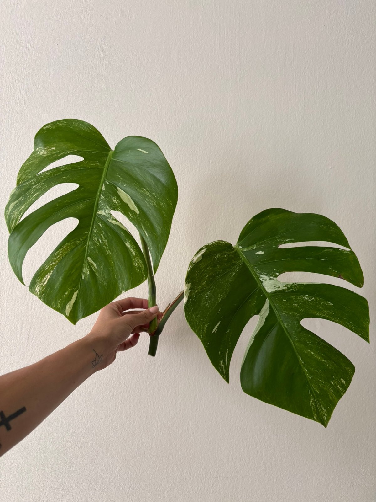 Kopstek Monstera Variegated, Ophalen of Verzenden, Halfschaduw, Minder dan 100 cm