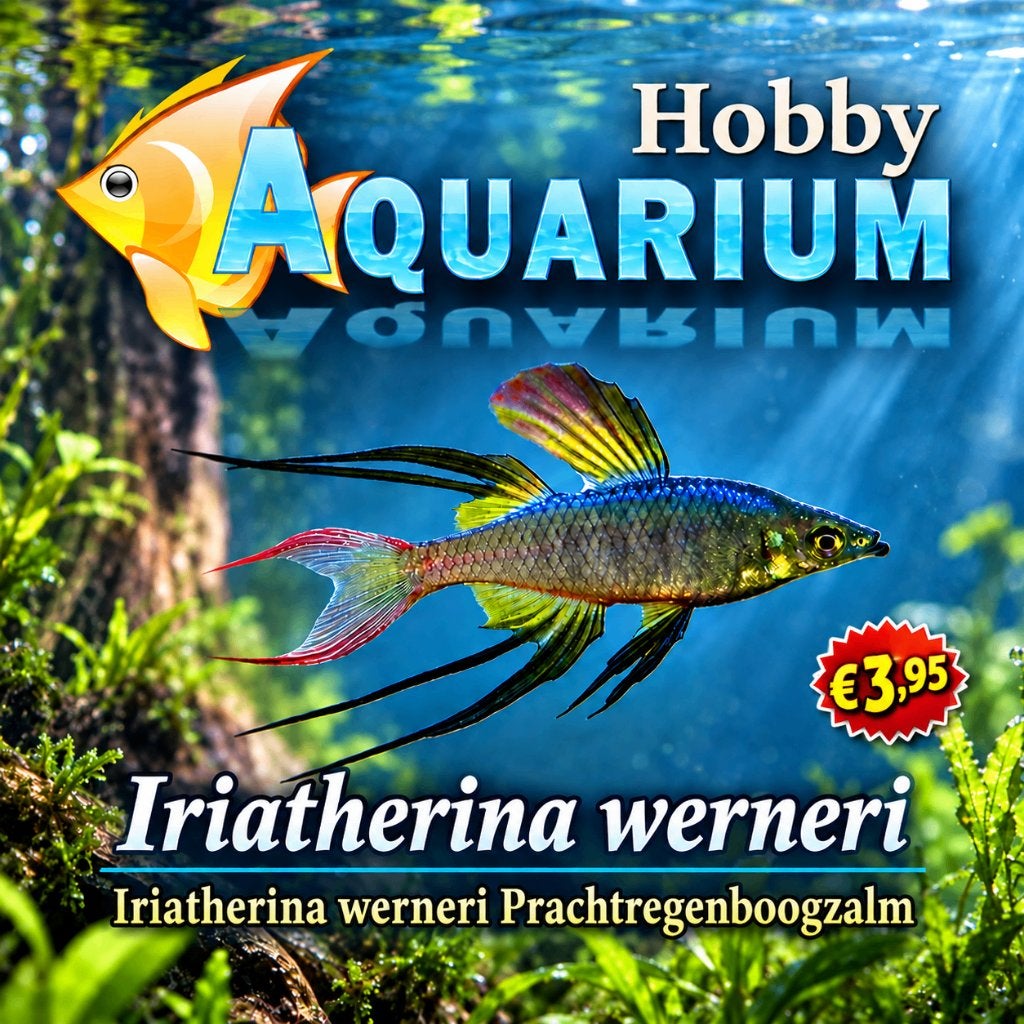Hobbyaquarium Iriatherina Werneri / prachtregenboogzalm, Vis, Schoolvis