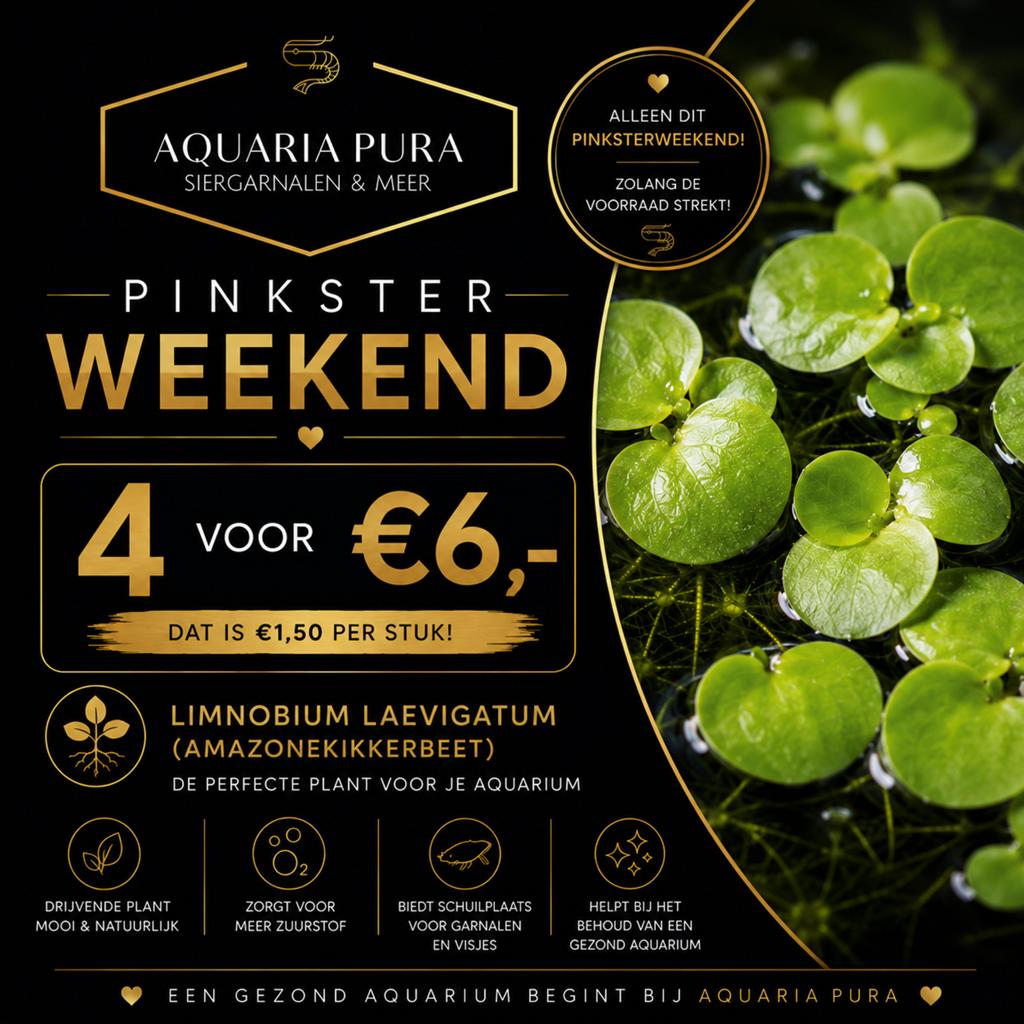Aquaria pura pinksteraanbiedingen, Dieren en Toebehoren, Vissen | Aquaria en Toebehoren, Ophalen, Nieuw, Leeg aquarium