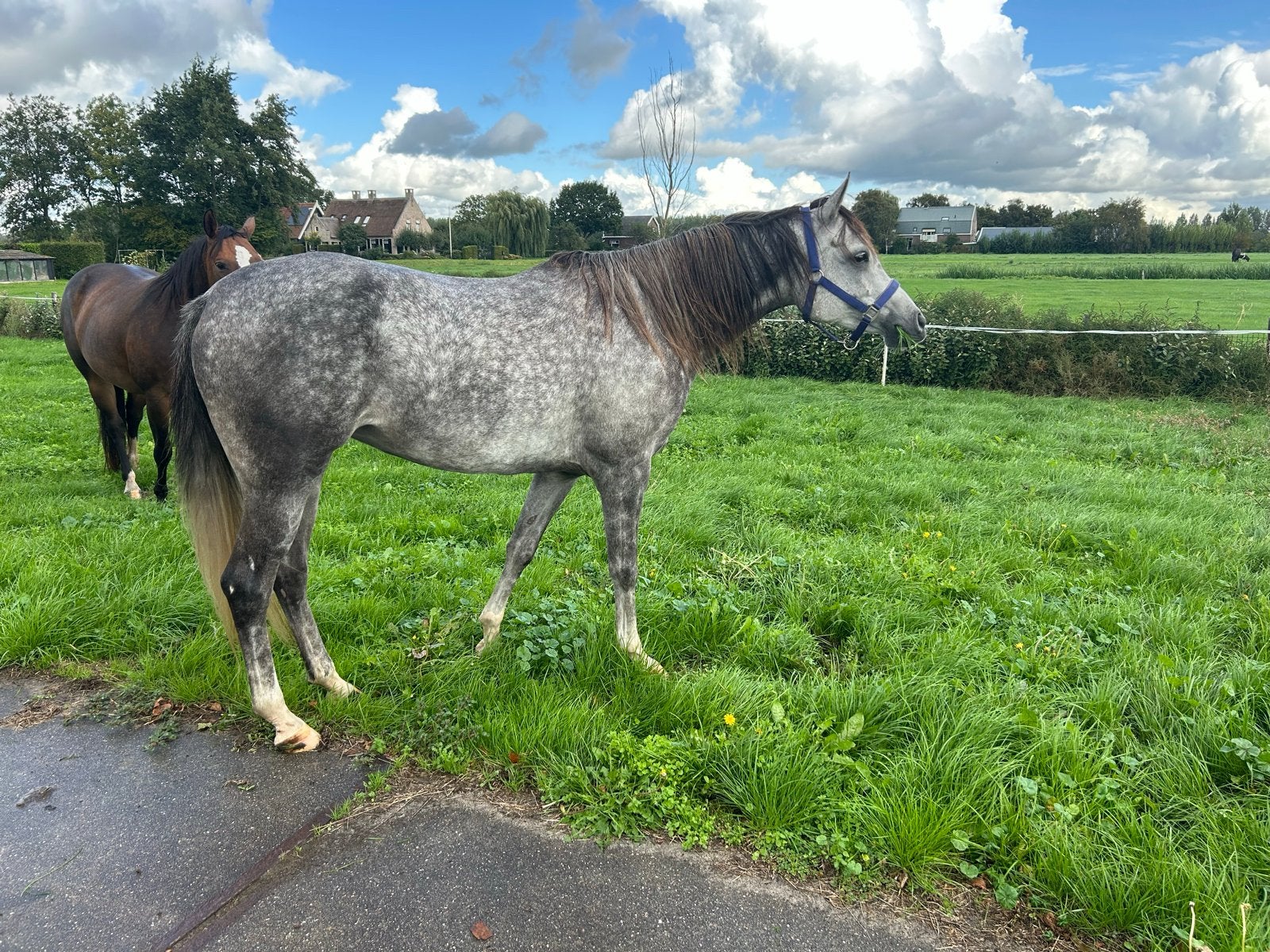 Lieve 6 jarige schimmel NRPS merrie, Merrie, Met stamboom, 3 tot 6 jaar, L