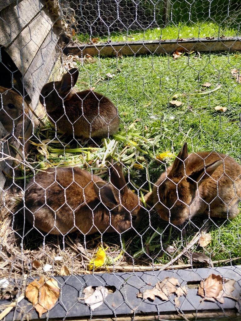 Mooie jonge rex konijnen, Dieren en Toebehoren, Meerdere dieren