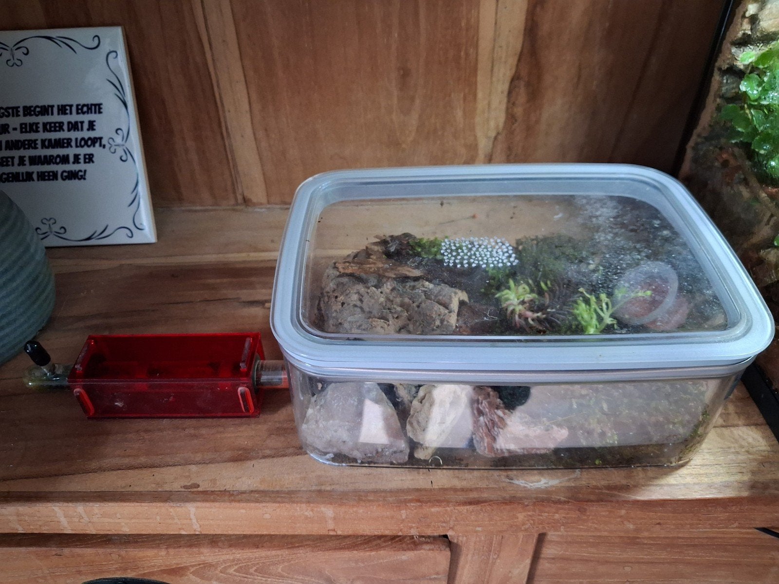 Mierenverblijf met kolonie., Dieren en Toebehoren, Overige Dieren, Juni