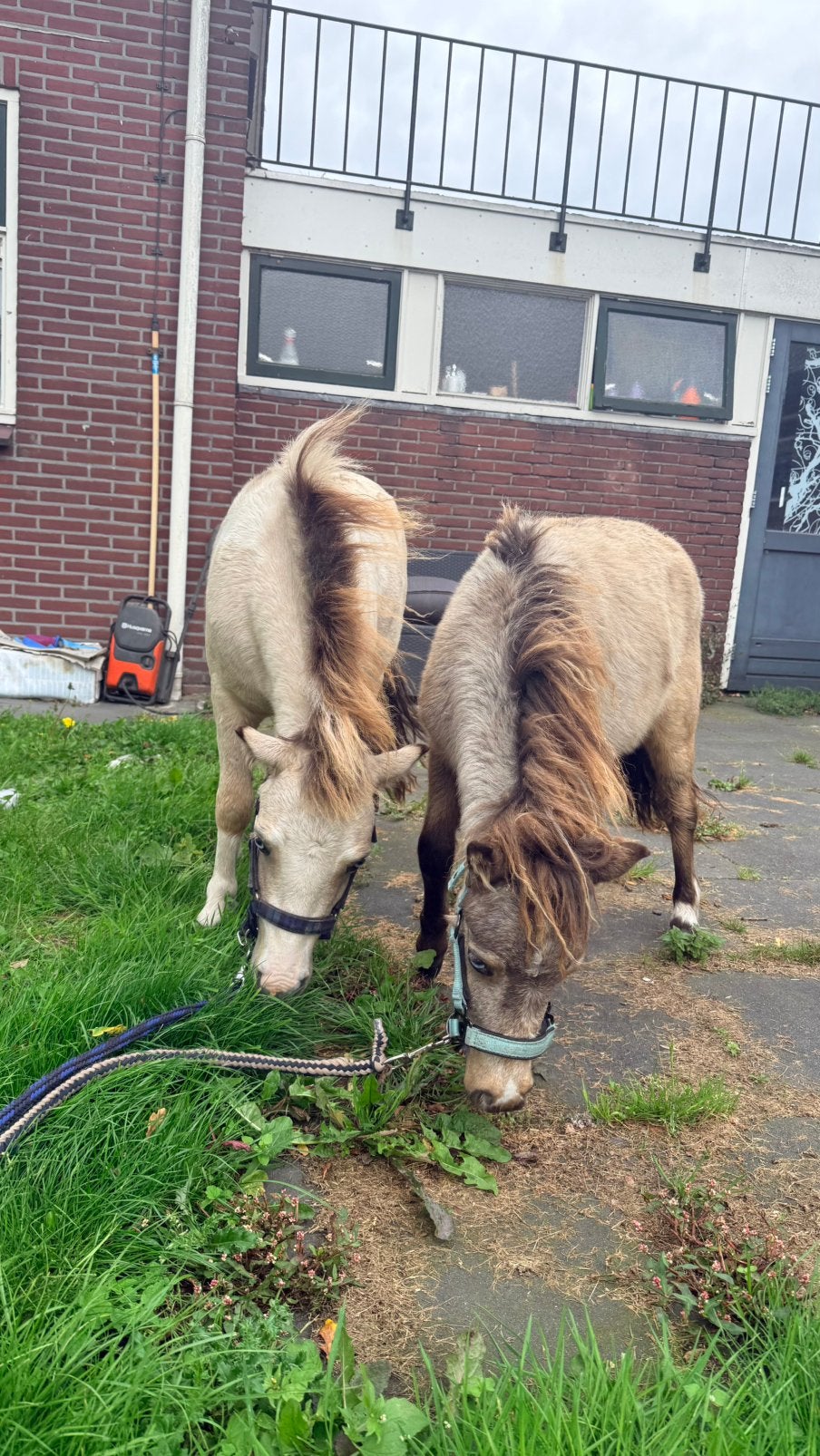 2 lieve mini shetlander hengstjes, Dieren en Toebehoren, Met stamboom, Niet van toepassing, 0 tot 2 jaar, Hengst