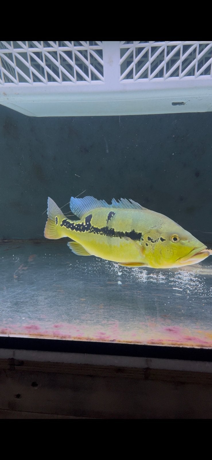 cichla te koop, Vis