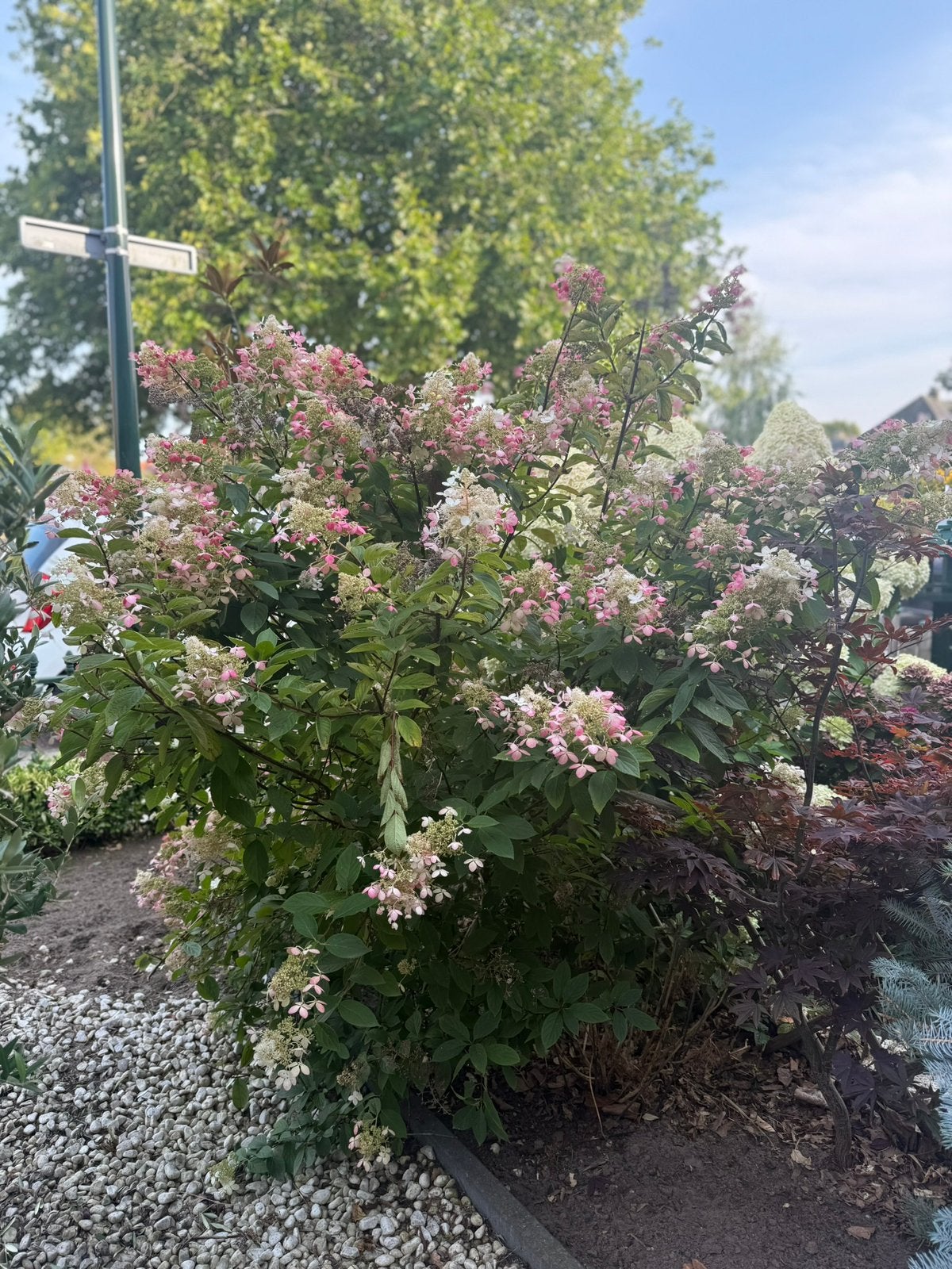 Gratis: verschillende tuinplanten, Ophalen, Overige soorten, Volle zon