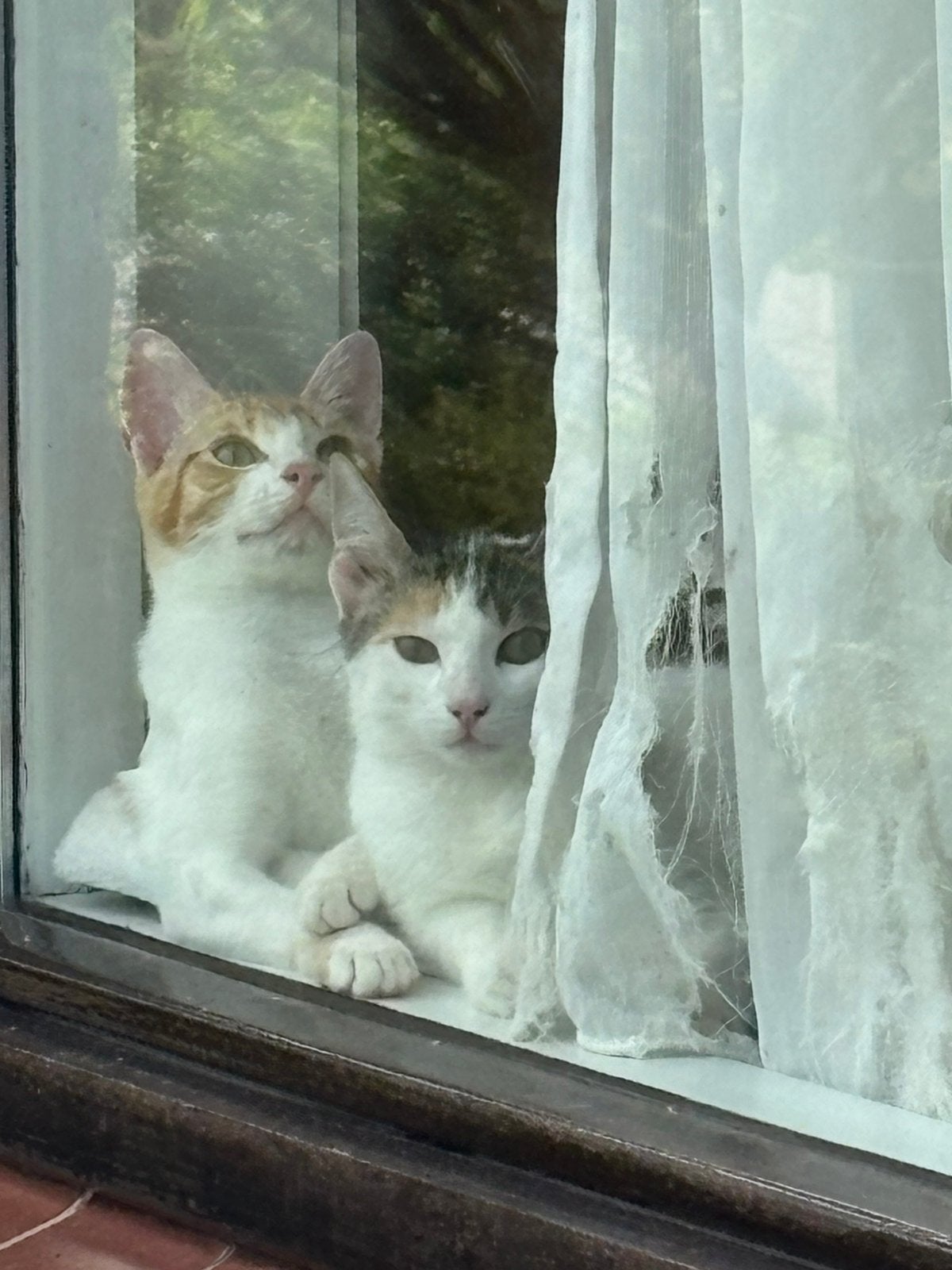 Twee kittens ter adoptie., Dieren en Toebehoren, Poes, Gechipt
