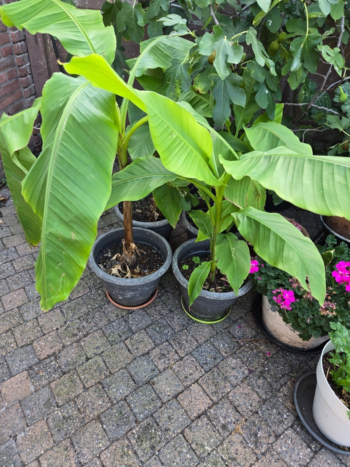 Bananenplanten (Musa Basjoo) in pot €10,00 per stuk, Ophalen, Volle zon, Vaste plant, Bloeit niet