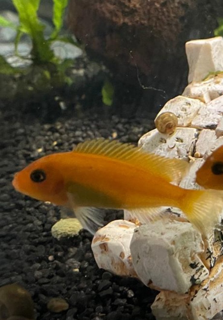 2 Malawi zeebracichlide rood, Vis