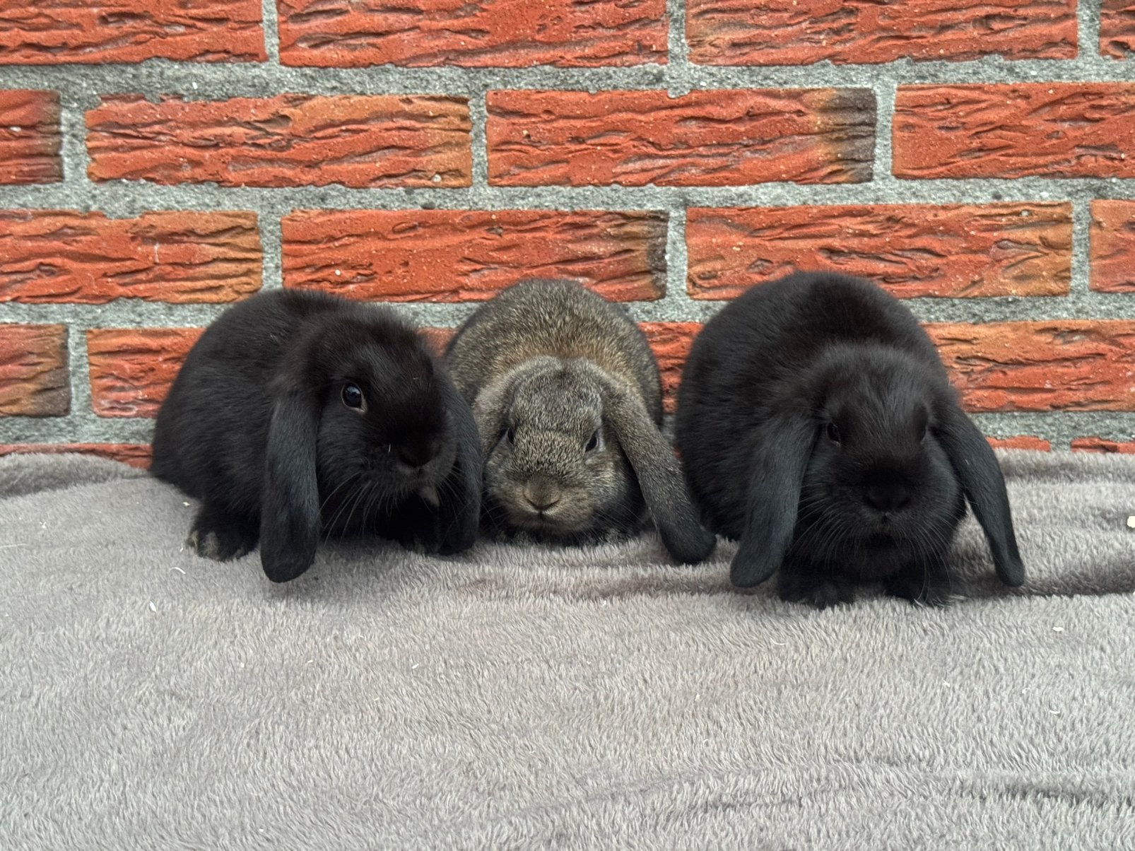 Nederlandse hangoor dwergen, Dieren en Toebehoren, Konijnen, Meerdere dieren, Dwerg, Hangoor
