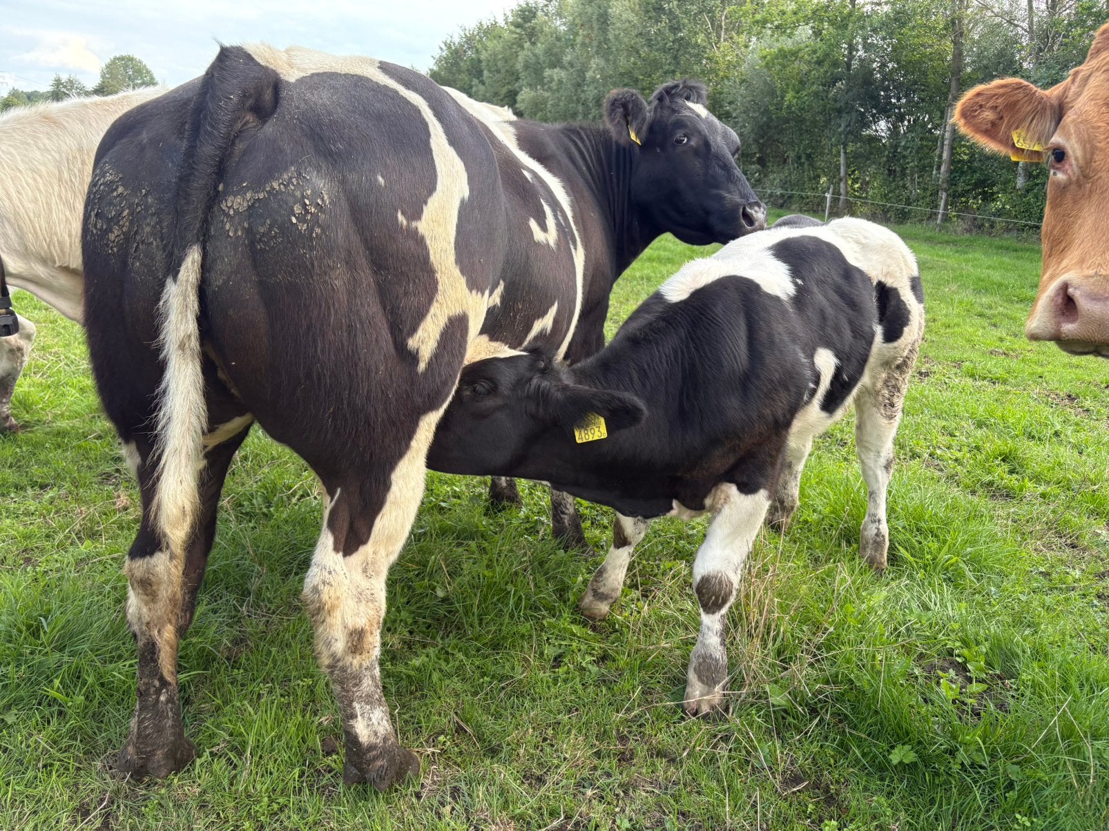 Dikbil belgische blauwe span met vaarkalf en weer drachtig, Dieren en Toebehoren, Meerdere dieren