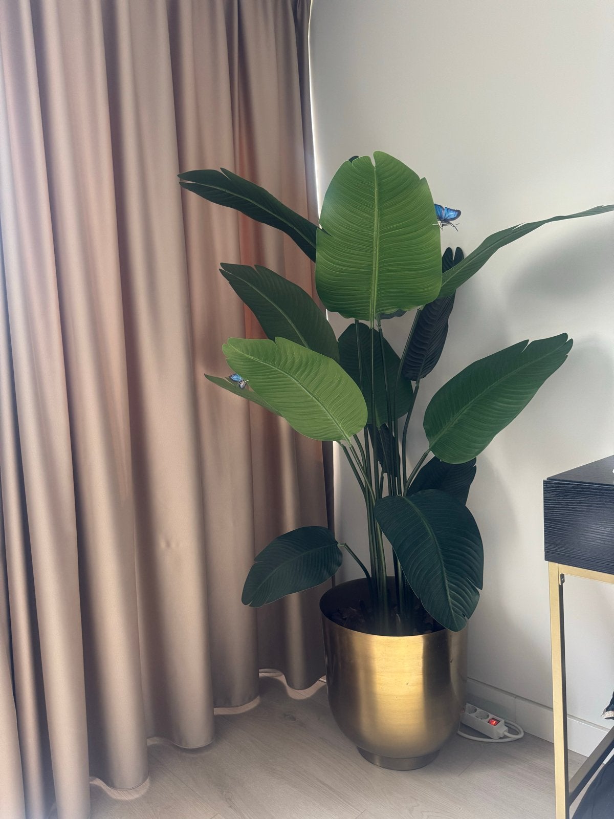 XL Strelitzia Nicolai in gouden pot, Overige soorten, In pot, 150 tot 200 cm, Groene kamerplant
