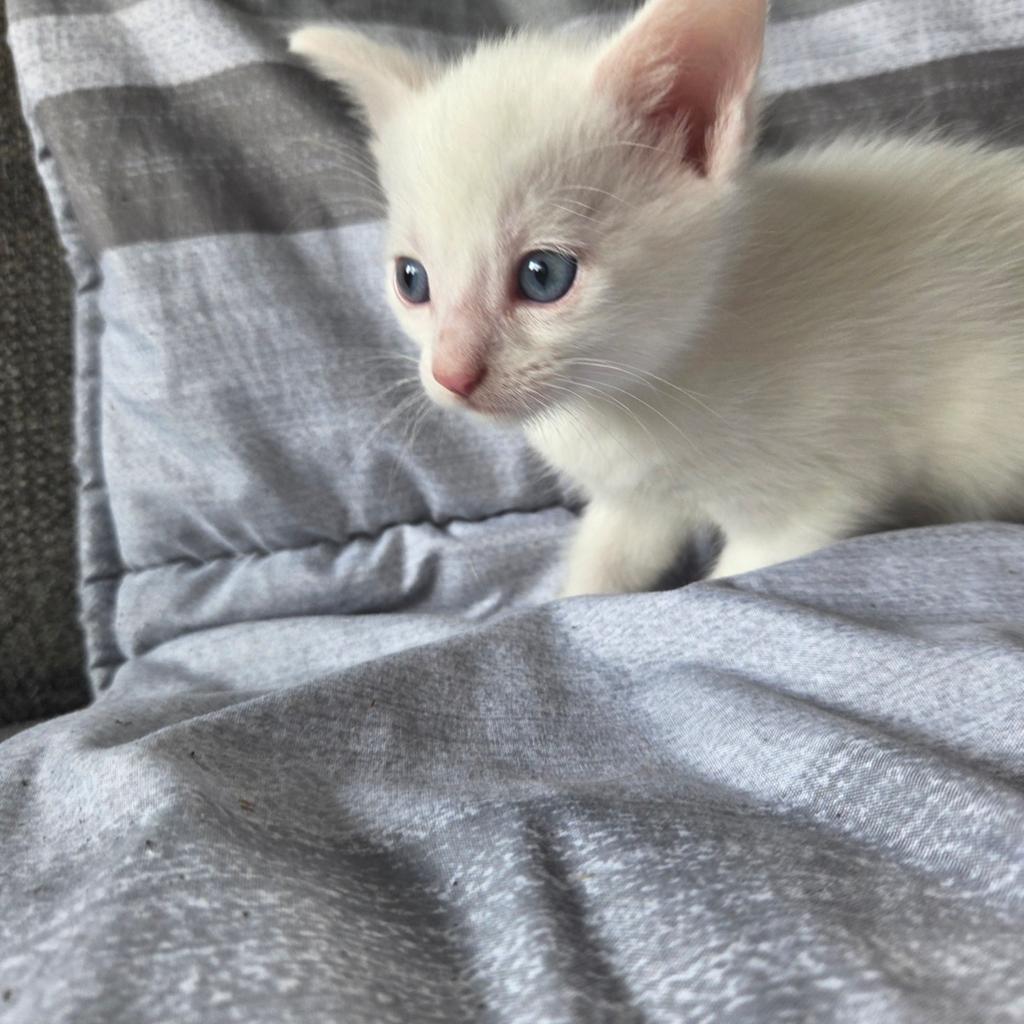 Wij hebben 3 lieve kittens te koop, Dieren en Toebehoren