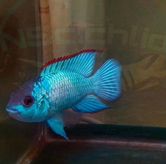 Elecktrick Blue Acara Cichliden!!, Vis