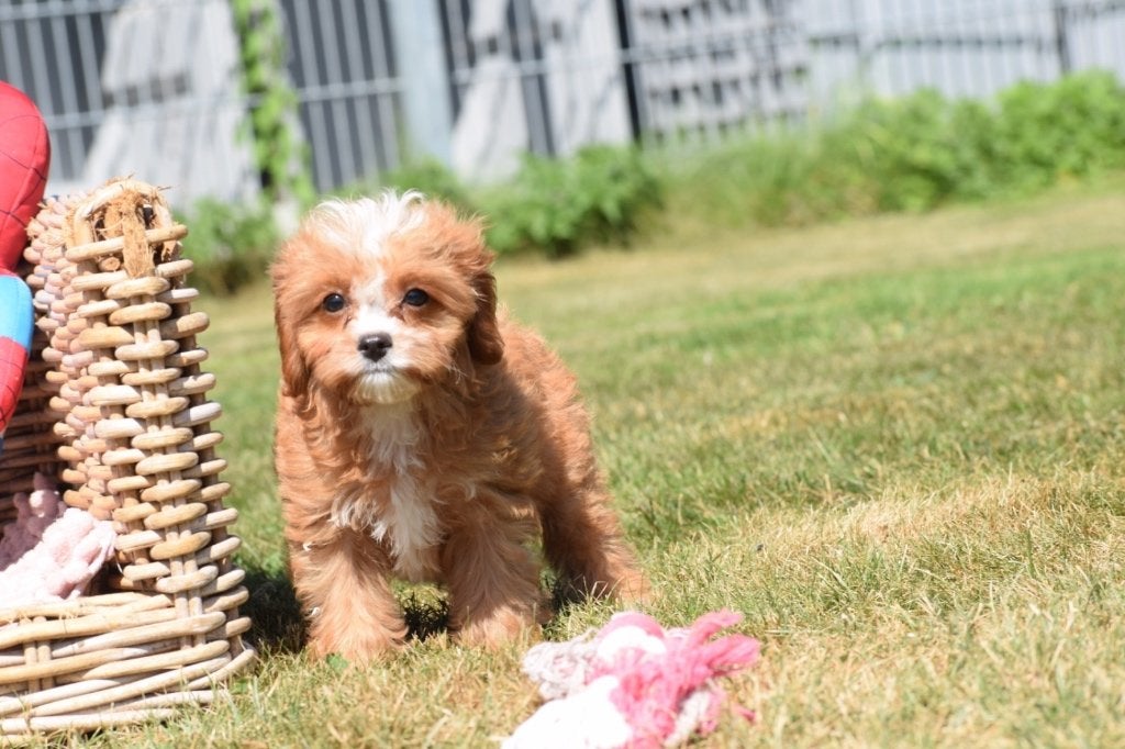 Cavapoo pups, Dieren en Toebehoren, Honden | Niet-rashonden, 15 weken tot 1 jaar, Buitenland, Parvo, Meerdere