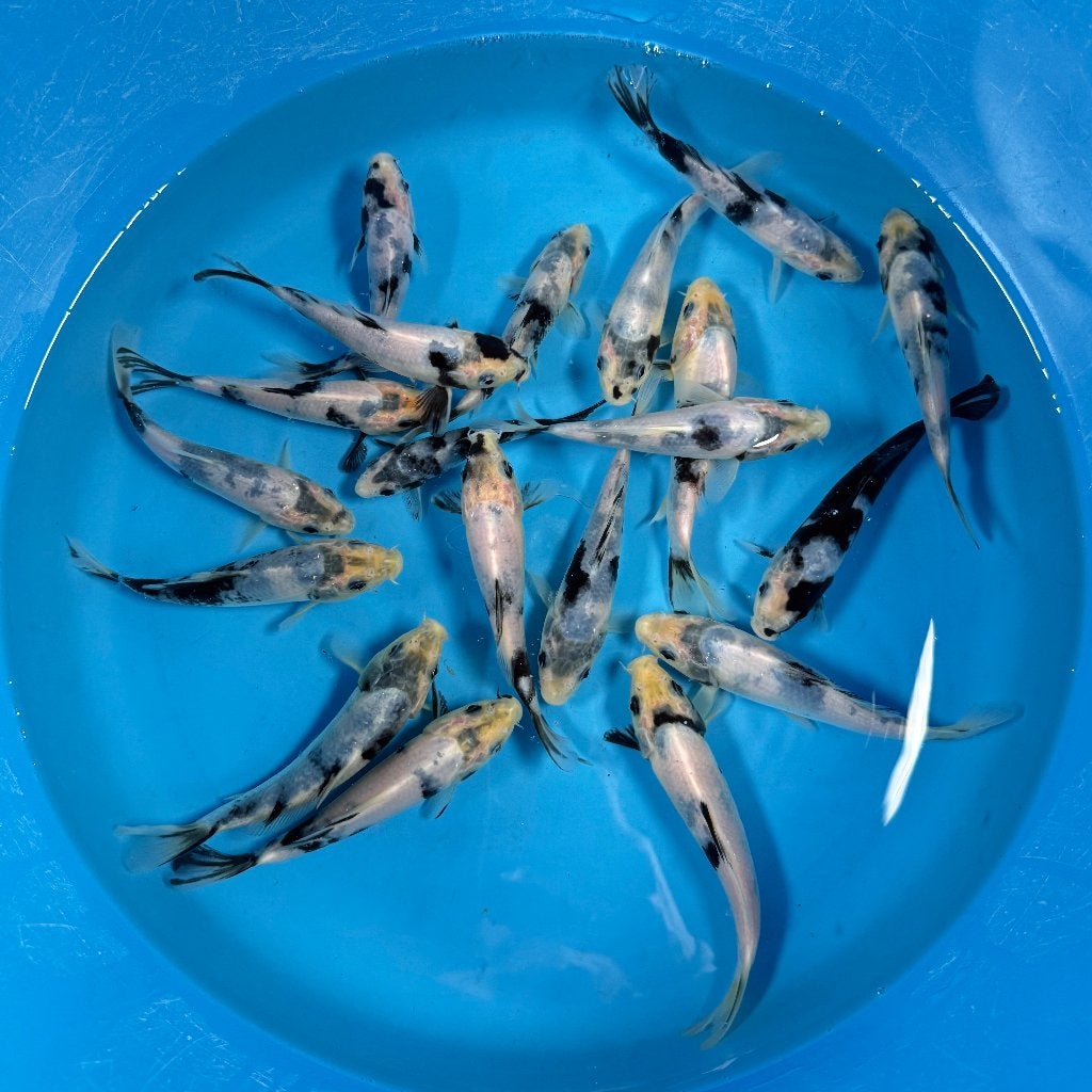 Yagenji Shiro Utsuri Tosai | 12–15 cm, Karper of Koi