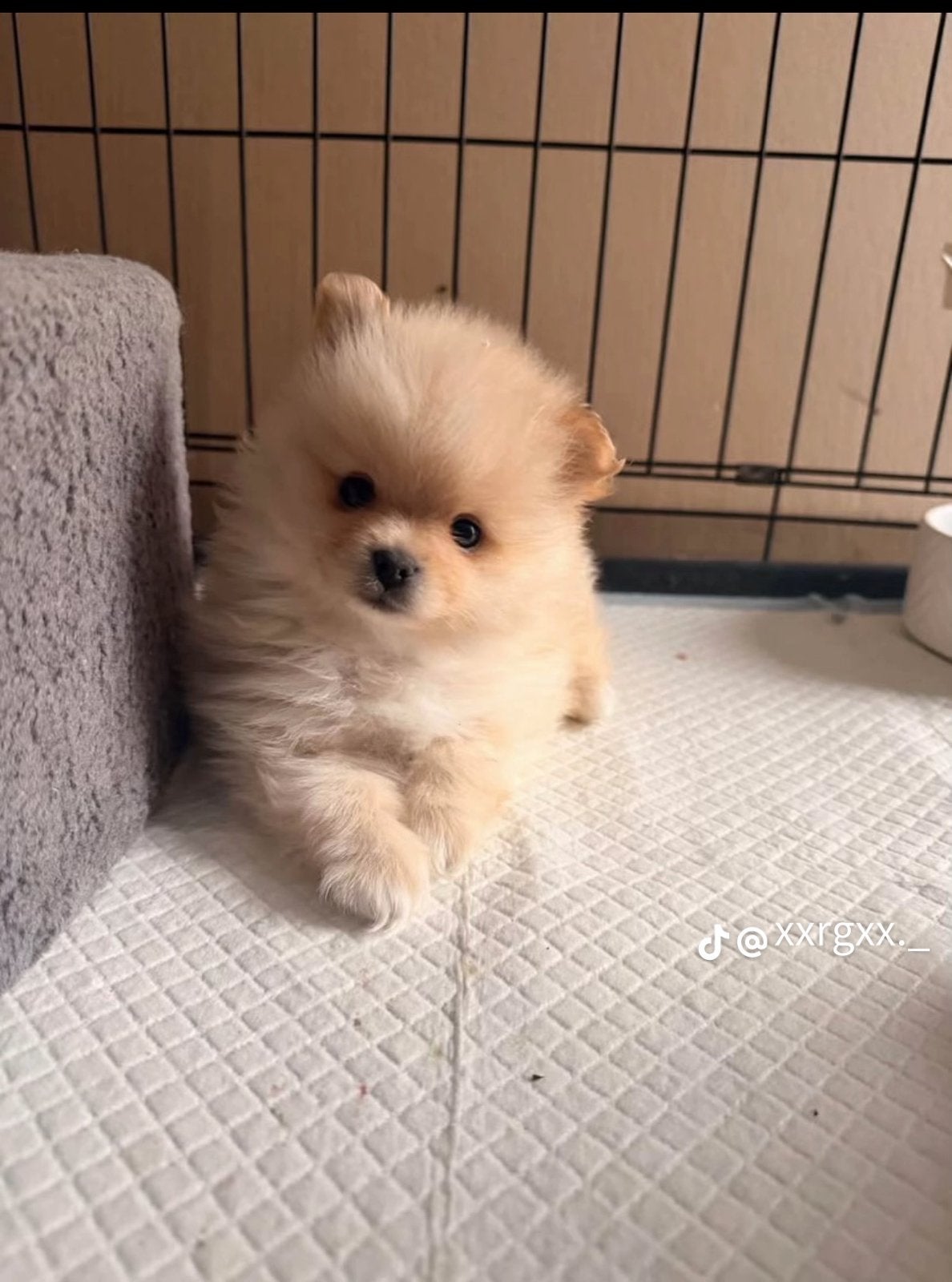 Pomberiaantjes te koop, Keeshond, 8 tot 15 weken, CDV (hondenziekte), Meerdere