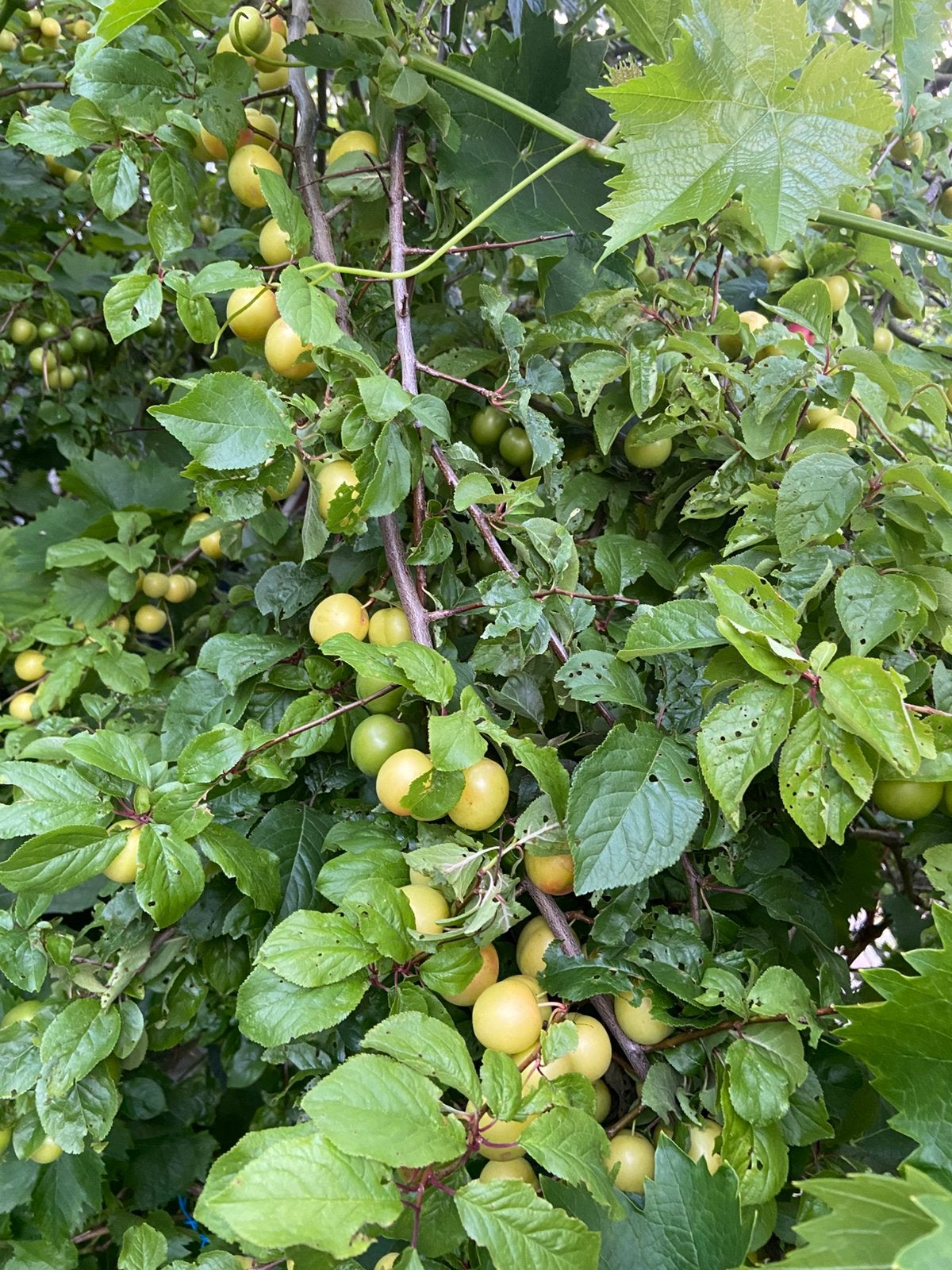 Groene pruimen Biologische Can Erigi ilacsizdir, Tuin en Terras, Planten | Fruitbomen, Ophalen of Verzenden, Minder dan 100 cm