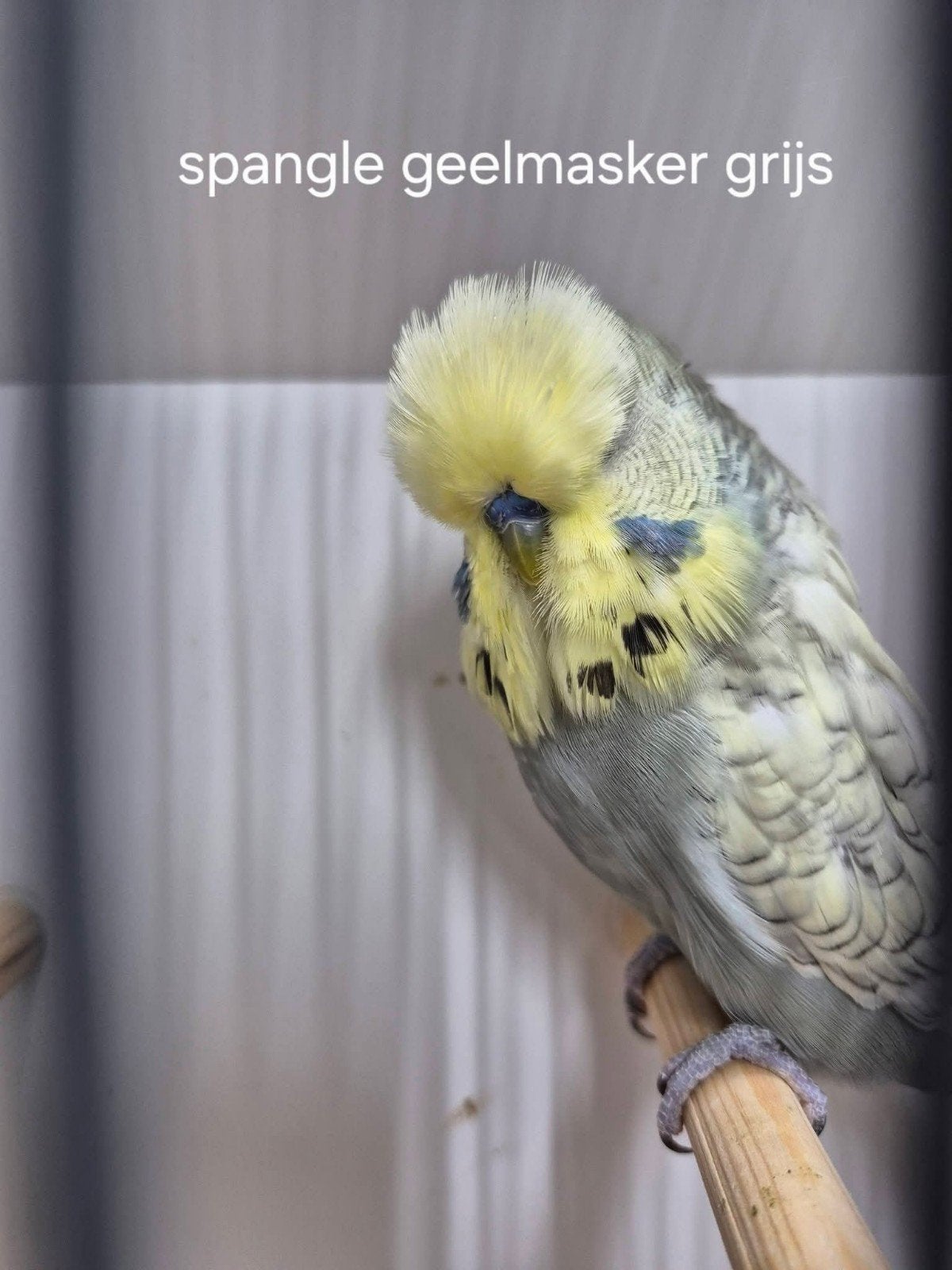 Engelse grasparkieten grijsvleugel, Dieren en Toebehoren, Vogels | Parkieten en Papegaaien, Meerdere dieren, Parkiet