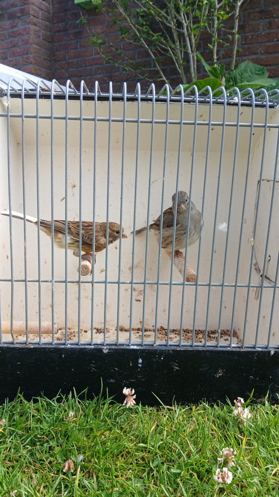 Kanaries (poppen), Vrouwelijk, Tropenvogel, Geringd