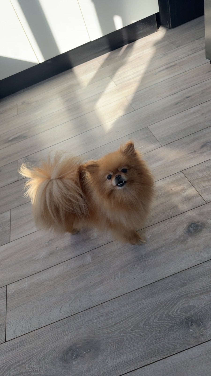 EXCLUSIEF klein Pomeriaan teefje met stamboom & paspoort, Particulier, Keeshond, 1 tot 2 jaar, Buitenland