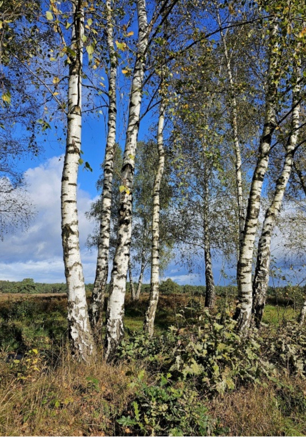 GRATIS bomen kappen of snoeien, Ophalen of Verzenden