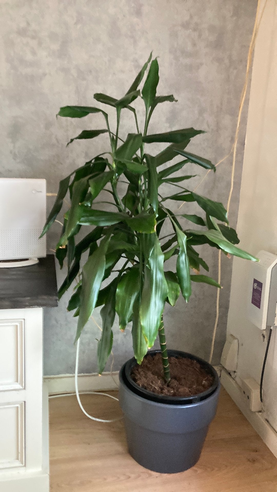 Grote plant, Huis en Inrichting, Kamerplanten, Ophalen, Halfschaduw
