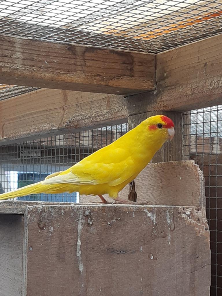 Kakariki, Kakarikie, Dieren en Toebehoren, Vogels | Parkieten en Papegaaien, Vrouwelijk, Parkiet