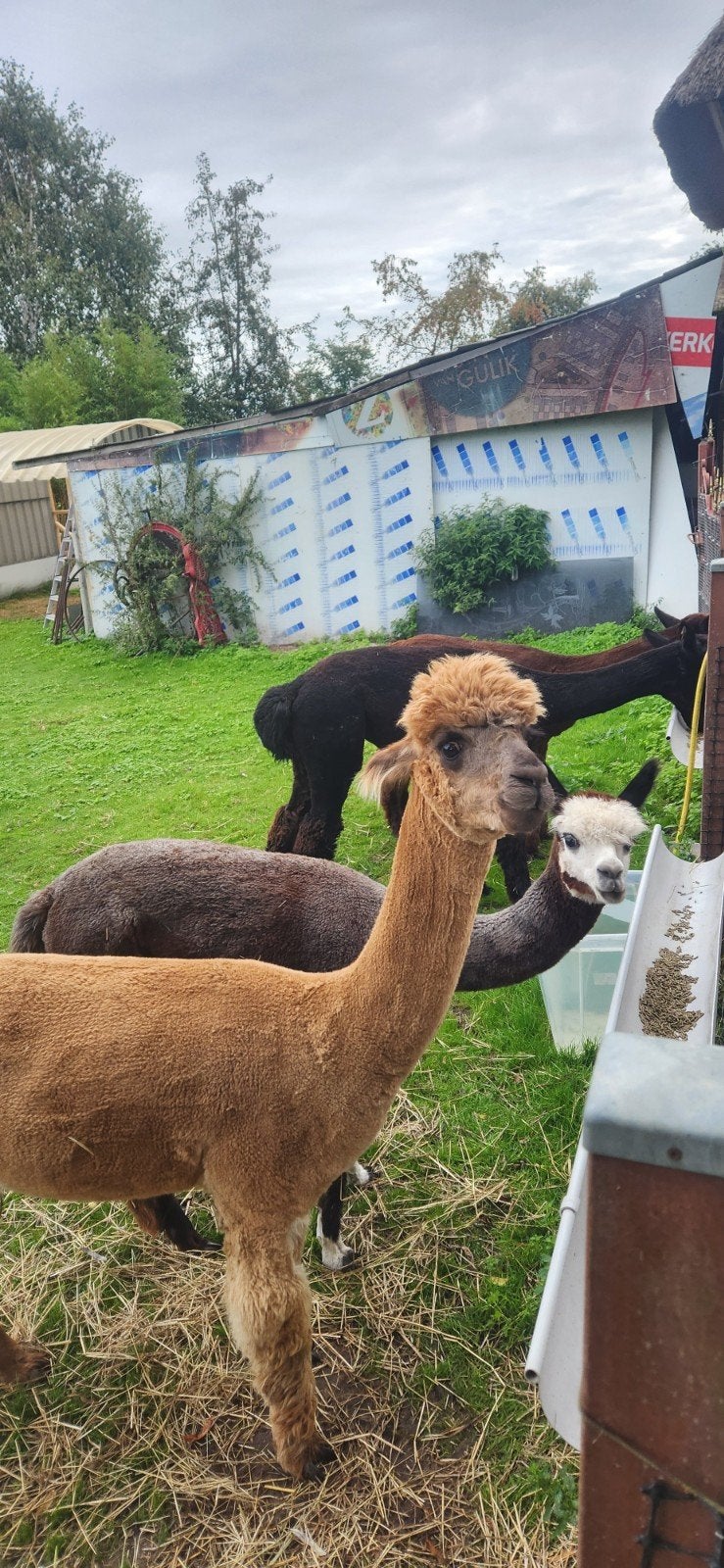 4 alpacas te koop als set, Juli, Mannelijk
