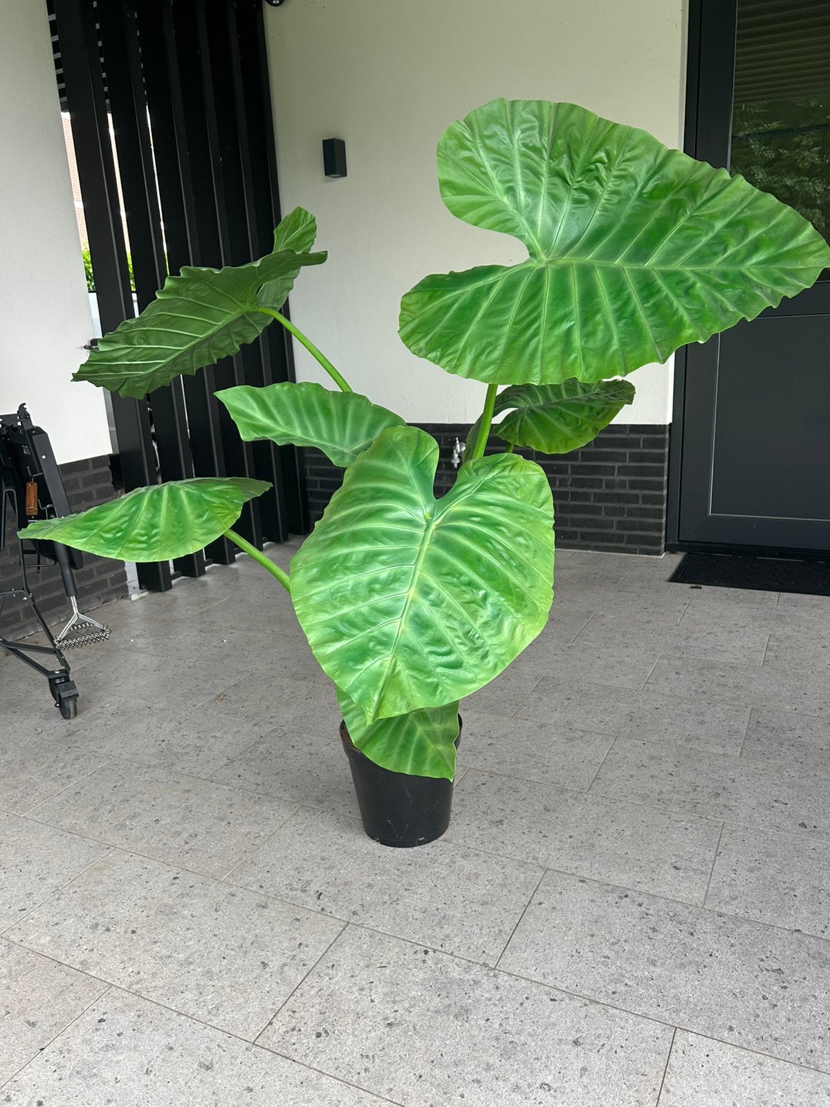 Zijde/kunst strelitzia, Ophalen, Overige soorten, Volle zon