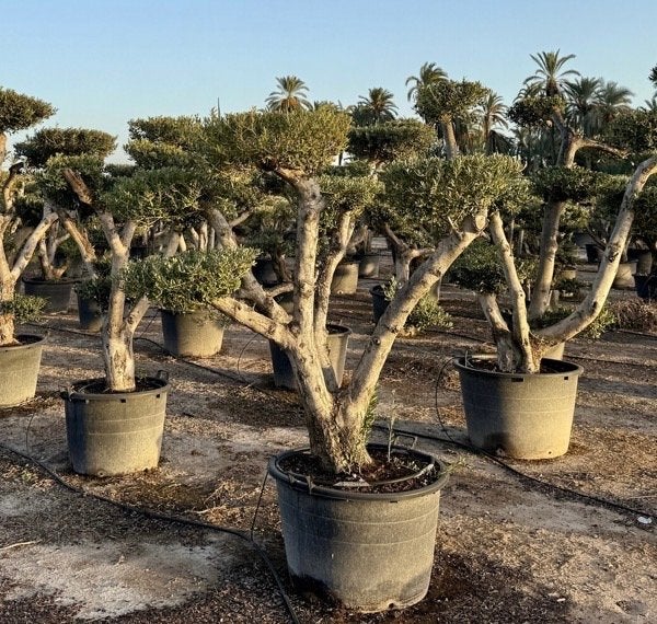 Prachtige Olijfboom pon pon, Tuin en Terras, Planten | Bomen, Lente, 100 tot 250 cm, Olijfboom, Ophalen