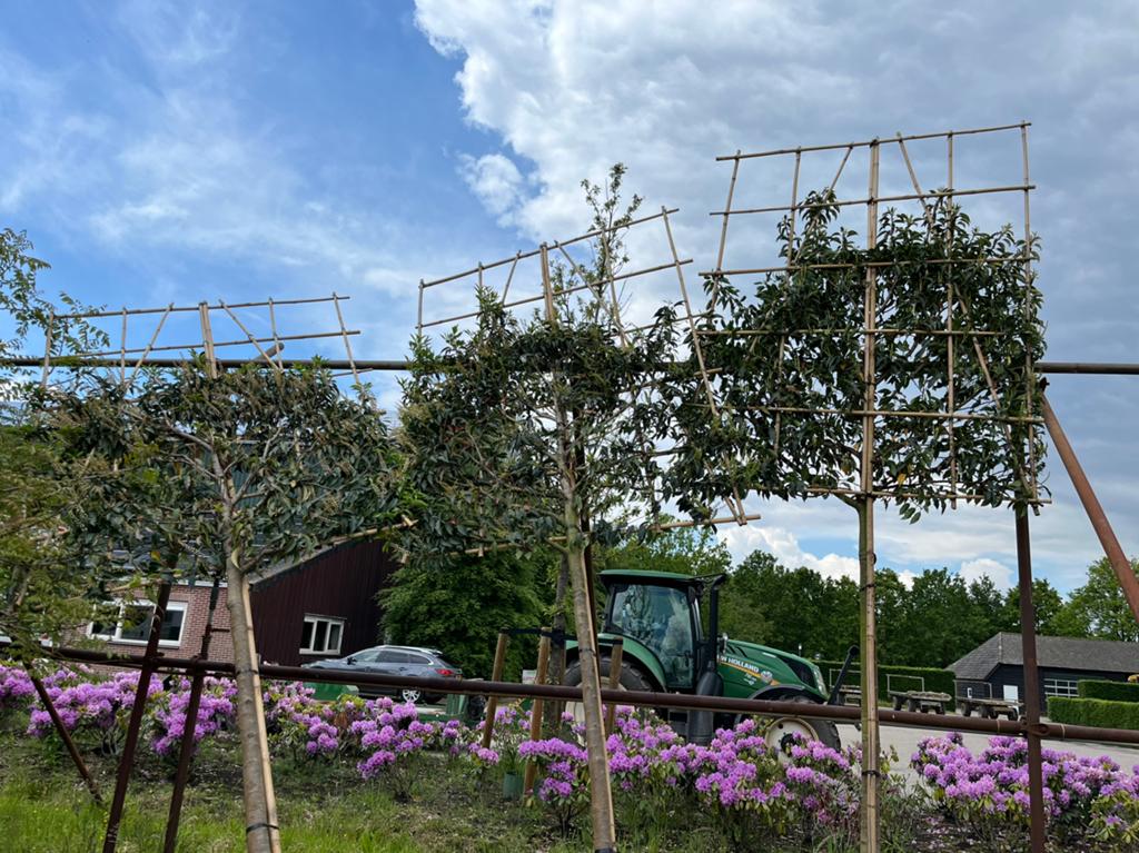 Groenblijvende portugese laurierkers te koop, Tuin en Terras, Planten | Bomen, Ophalen, Overige soorten