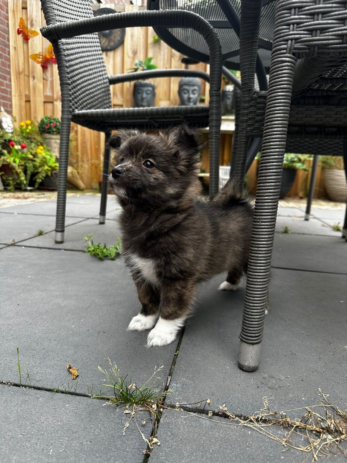 1 pomchi merle teefje, Dieren en Toebehoren, Overige rassen, 8 tot 15 weken, Meerdere, Meerdere dieren
