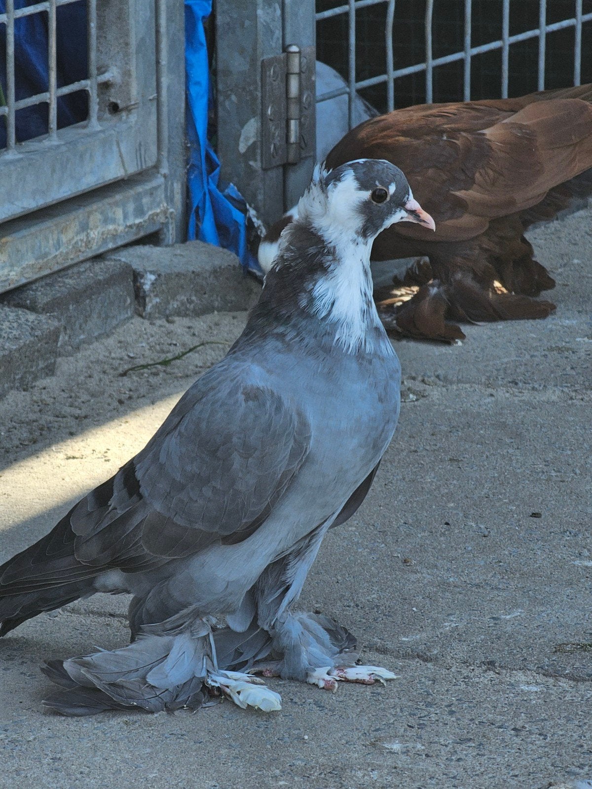 jonge duiven te koop, Dieren en Toebehoren, Vogels | Duiven