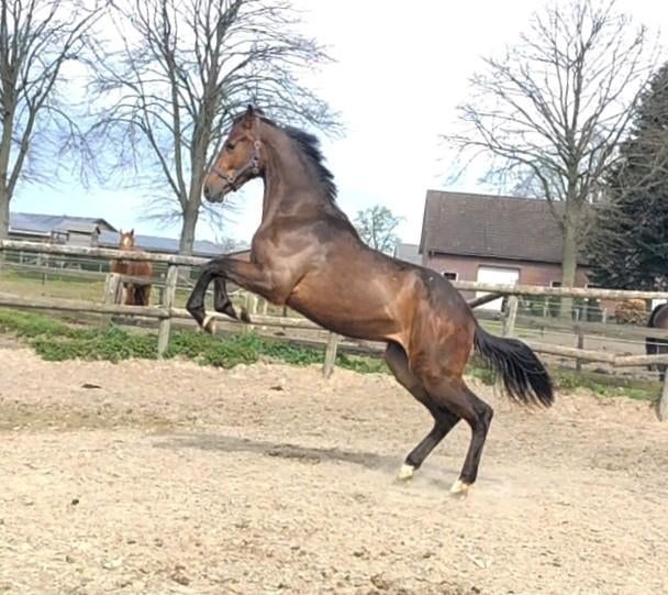 Prachtige grote 2 jarige springruin met veel potentie! ‼️, Springpaard, Met stamboom, Ruin, 0 tot 2 jaar