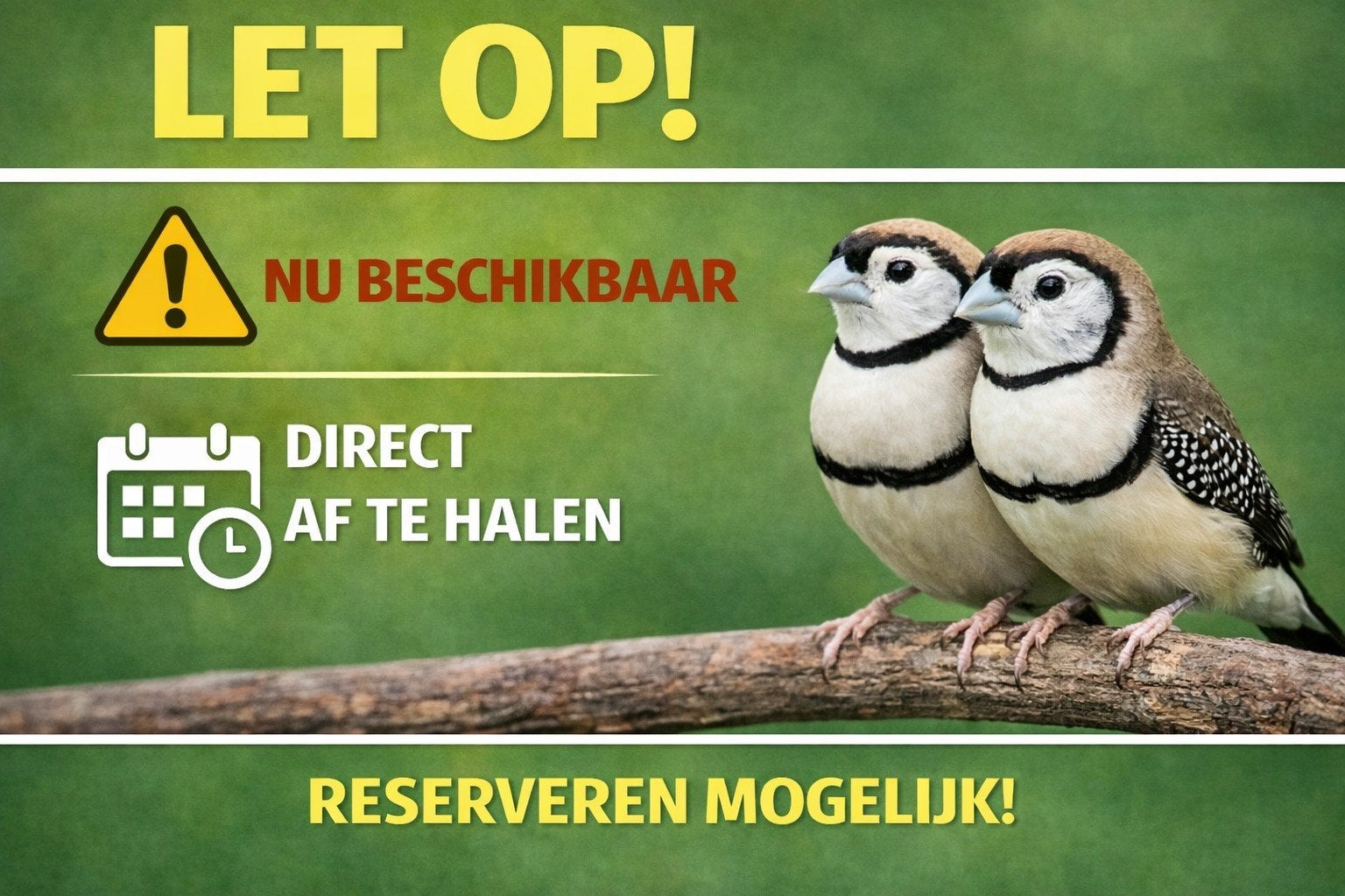 Nieuw binnen bij Vogelspeciaalzaak De Toekan – Prachtige, Dieren en Toebehoren, Meerdere dieren, Tropenvogel, Geringd