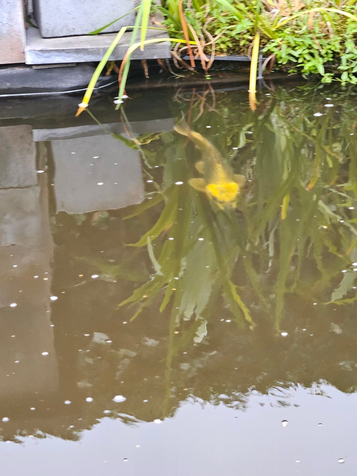 koi karpers, Dieren en Toebehoren, Vissen | Vijvervissen, Karper of Koi