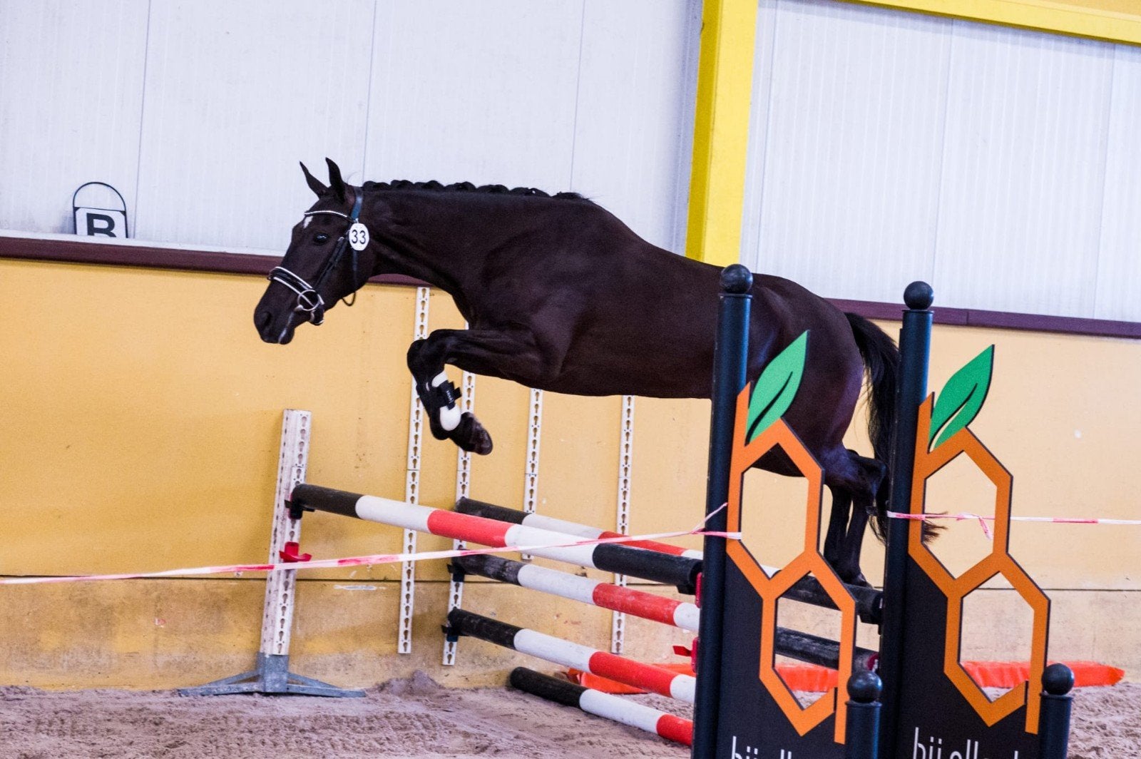 Zwarte parel New Forest, Merrie, Zadelmak, D pony (1.37m tot 1.48m), 3 tot 6 jaar