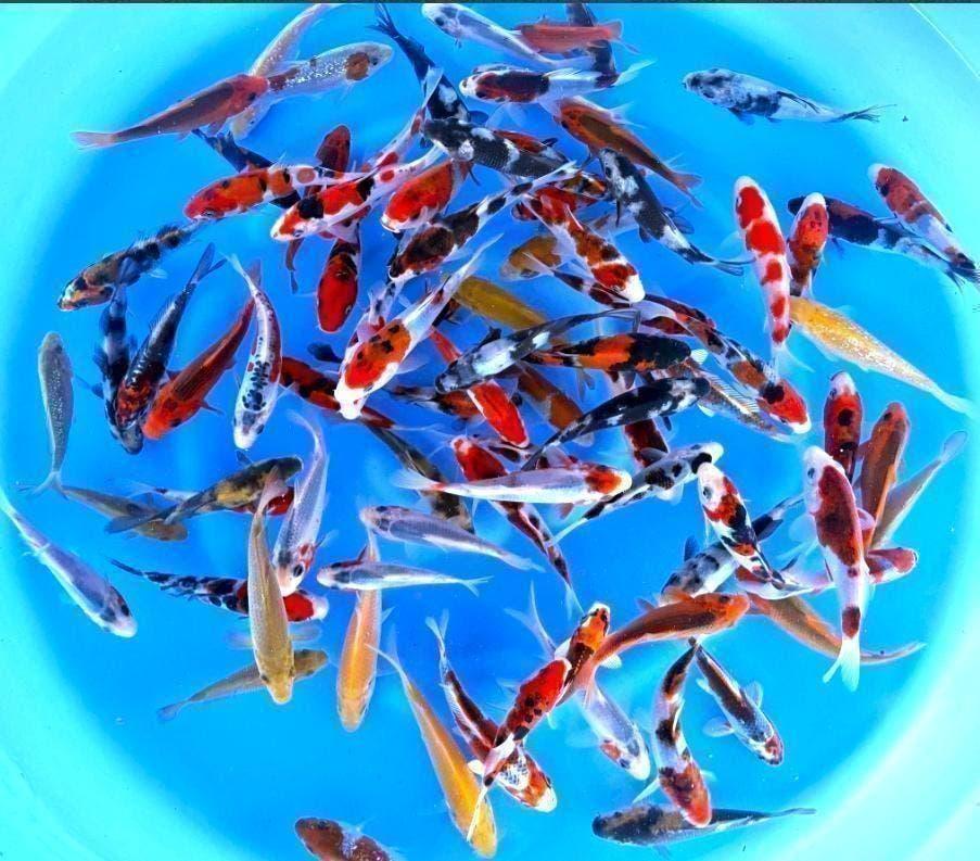 Japankoi, Tosia van de Japanse kweker Otsuka, kleurige koi, Dieren en Toebehoren, Vissen | Vijvervissen, Karper of Koi