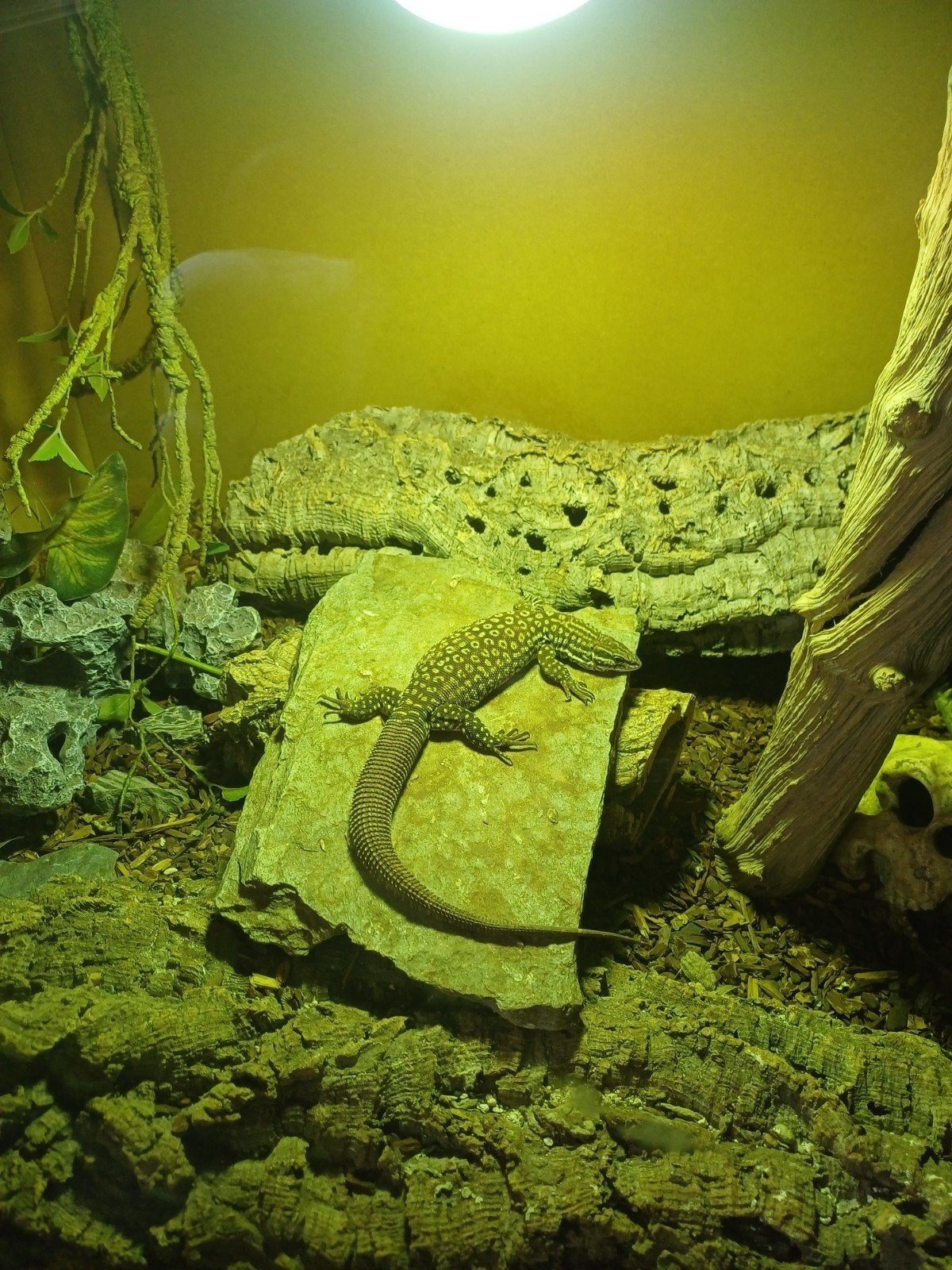Varanus acanthurus Monitor Lizard photo 3