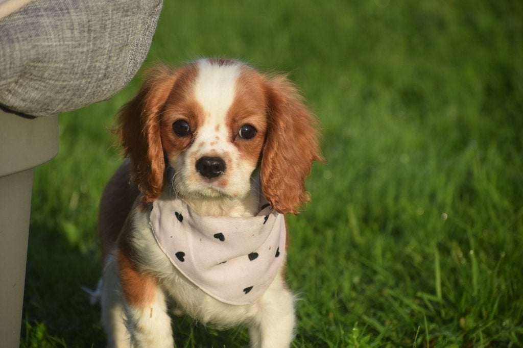 Cavalier King Charles spaniel pups, 15 weken tot 1 jaar, Buitenland, Meerdere, Meerdere dieren