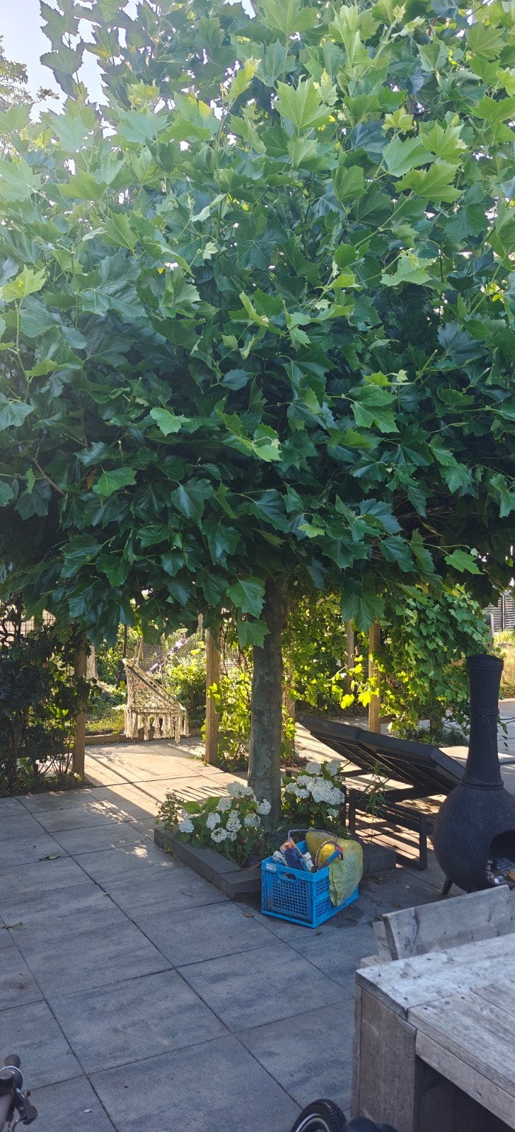 Mooie 13 jaar oude dakplataan - 4x4m schaduw, Tuin en Terras, Planten | Bomen, Volle zon, Ophalen of Verzenden, Lente, Dakboom